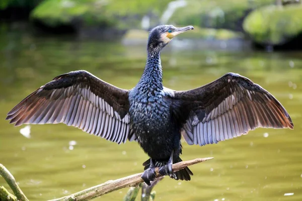 Great Black Cormorant Phalacrocorax Carbo Wings Outstretched Captive — Stock Photo, Image