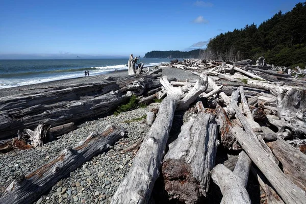 Driftwood Rialto Beach Push Forks Olympic National Park Washington Usa — Stockfoto