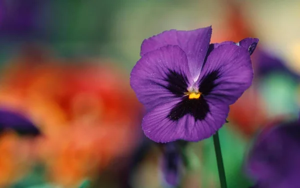 Pansies Viola Hybrida Close — 스톡 사진