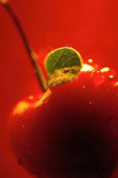 Kidney Bean Abund Close Viewance Close View —  Fotos de Stock