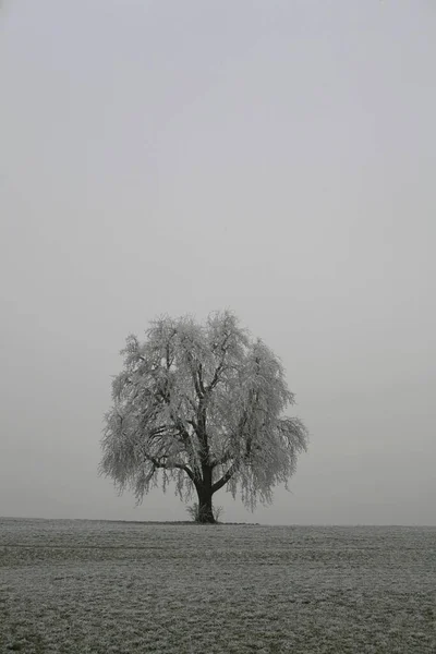 Rime Uma Árvore Inverno Altnau Thurgau Suíça Europa — Fotografia de Stock