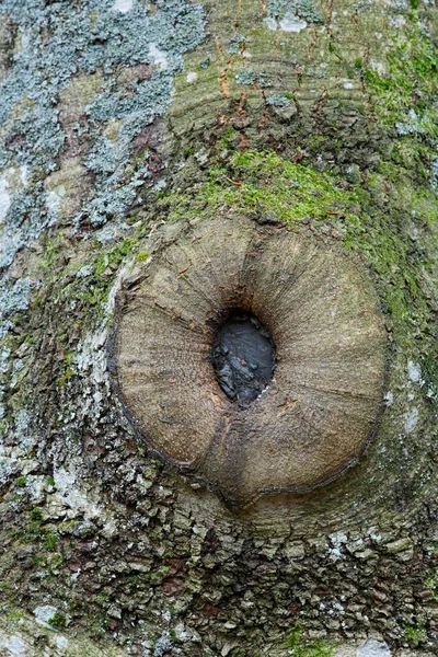 Knothole Tree Bark Close View — 图库照片