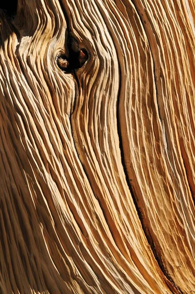 Weathered Wood Ancient Bristlecone Pine Great Basin Nevada Usa North — Stockfoto
