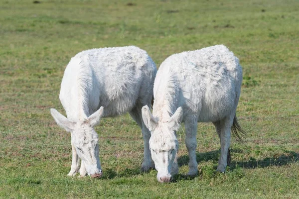 Austria Hungarian White Donkey Equus Asinus Asinus Neusiedler See National — Stock Photo, Image