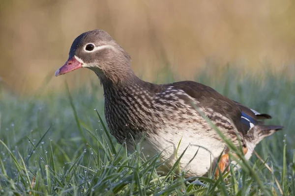 Mandarin Duck Dewy Grass Bugasee Lake Kassel North Hesse Hesse — Stock fotografie