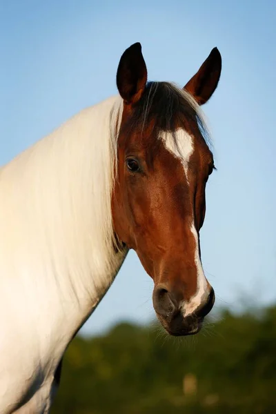 Wiekopolska Gelding Skewbald Horse Portrait — Zdjęcie stockowe