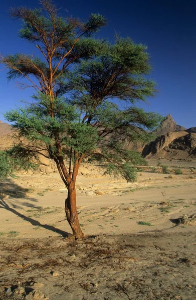 Acacia Trees Dry Valley Jebel Uweinat Jabal Awaynat — Zdjęcie stockowe