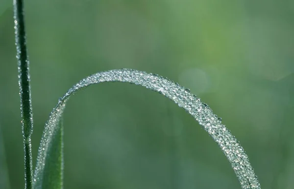 Dewdrops Blade Grass — Fotografia de Stock