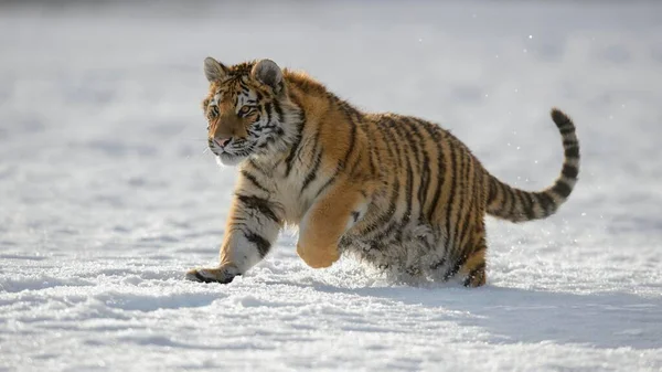 Siberian Tiger Panthera Tigris Altaica Juvenile Running Snow Captive Moravia — ストック写真
