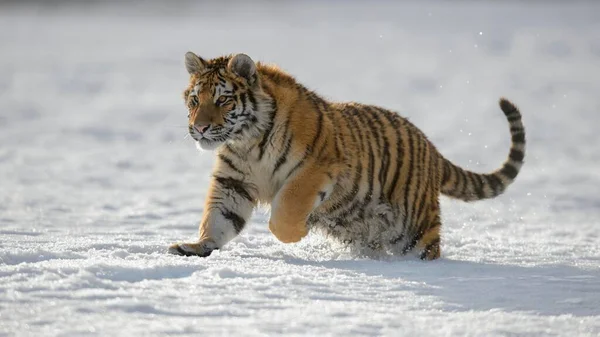 Siberian Tiger Panthera Tigris Altaica Juvenile Running Snow Captive Moravia — kuvapankkivalokuva