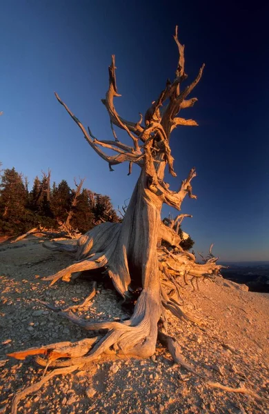 Bizarre Bristlecone Pine Powell Point Aquarius Plateau Utah Estados Unidos —  Fotos de Stock