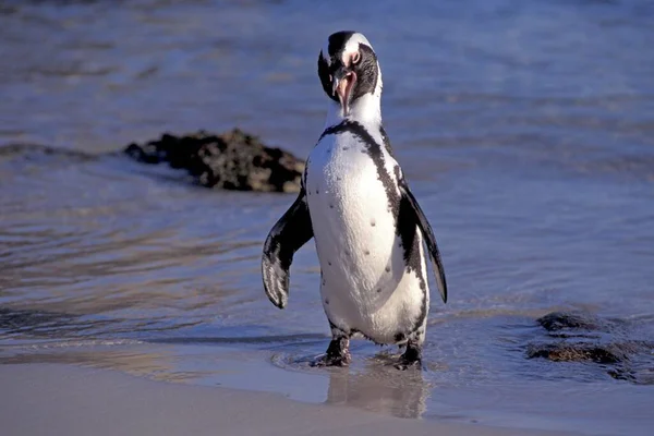 Screaming Penguin Natural Habitat — Stock Fotó