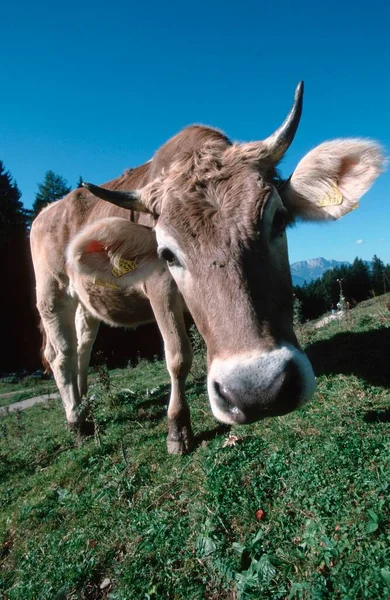 Domestic Cattle Cows Alps Berchtesgaden Bavaria Germany Europe — Zdjęcie stockowe