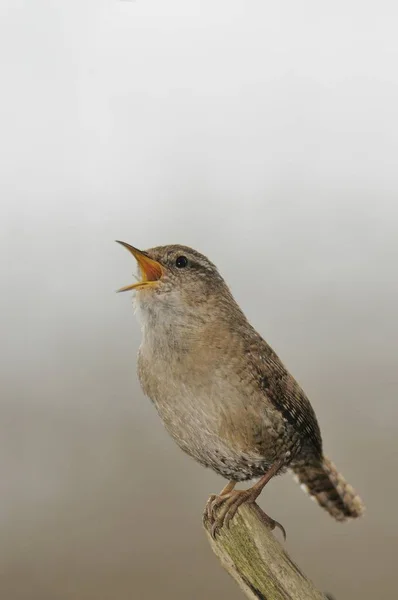 Wren Pták Přírodním Prostředí Zblízka Pohled — Stock fotografie