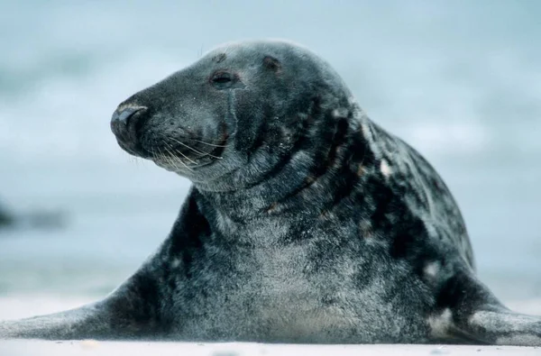 Grey Seal Heligoland Schleswig Holstein Alemanha Europa — Fotografia de Stock