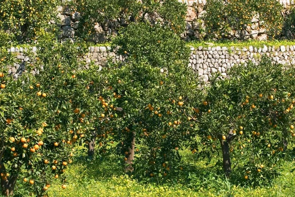 Orange Trees Fruits Majorca Citrus Sinensis — 스톡 사진