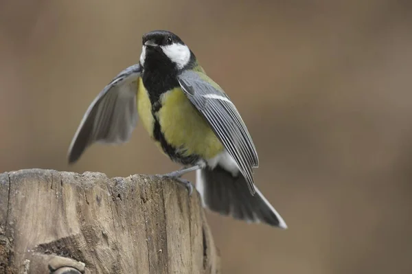 Great Tit bird in aggressive posture