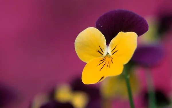 Pansies Viola Hybrida Perto — Fotografia de Stock