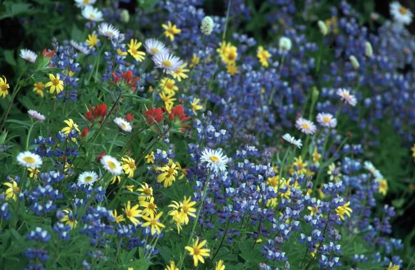 Flower Meadow Rainier National Park Washington Usa North America — Stockfoto