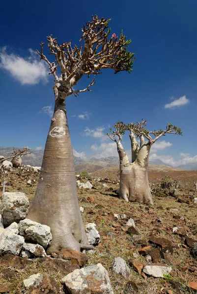 Socotra Desert Rose or Bottle Tree, adenium obesum sokotranum, Socotra island, UNESCO World Heritage Site, Yemen, Asia