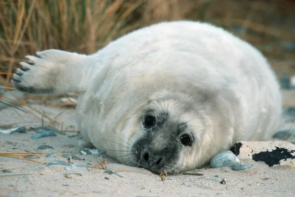 Cinza Seal Filhote Cachorro Helgoland Schleswig Holstein Alemanha Halichoerus Grypus — Fotografia de Stock