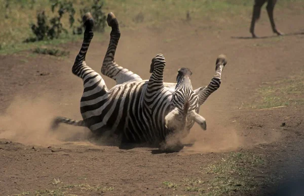 Zebra Scratching His Back Ngorongoro Crater Tanzania Africa — Φωτογραφία Αρχείου
