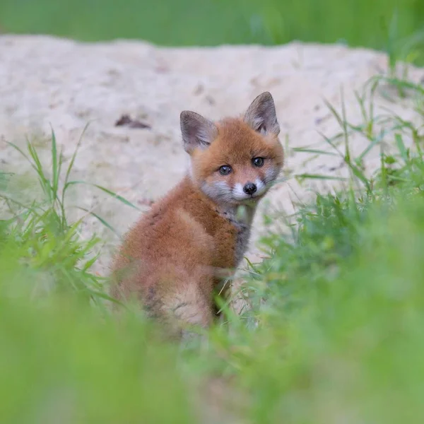 Red Fox Перед Норою Biosphere Reserve Swabian Alb Baden Wrttemberg — стокове фото