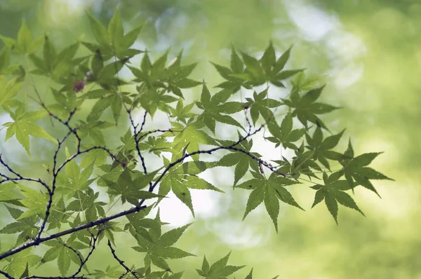Smooth Japanese Maple Leaves Spring — Foto de Stock