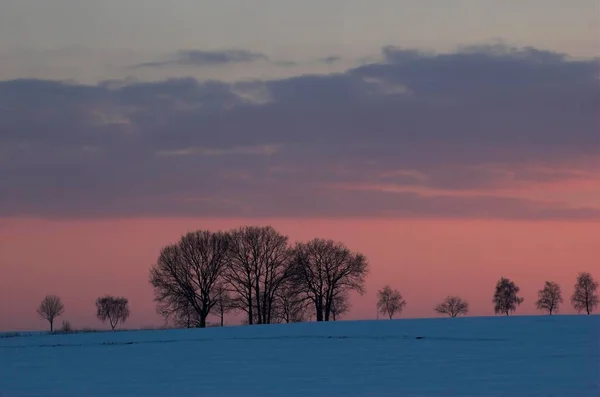 Arbres Rétroéclairés Dans Champ Enneigé Coucher Soleil — Photo