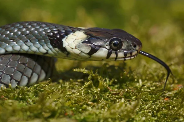 Jovem Cobra Grama Com Língua Darting Schleswig Holstein Alemanha Europa — Fotografia de Stock