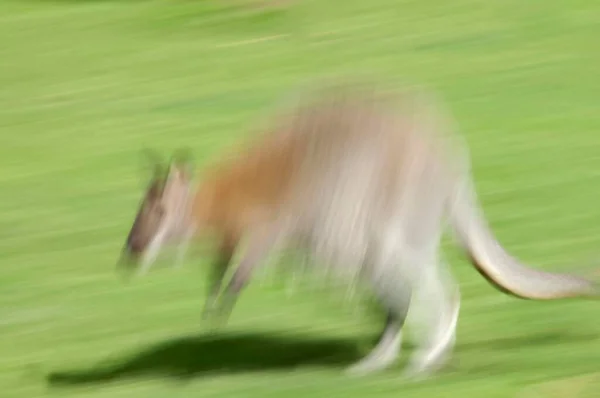 Wallaby Pescoço Vermelho Macropus Rufogriseus — Fotografia de Stock