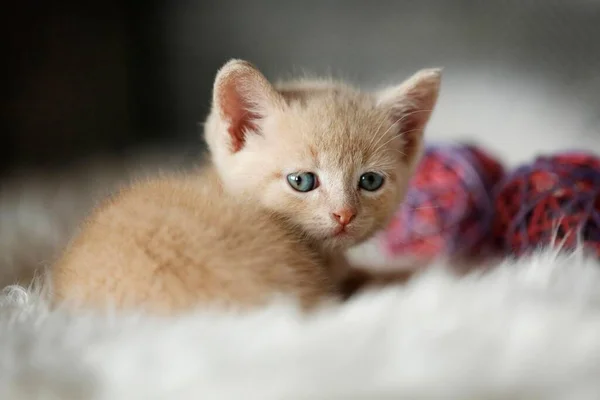 Kitten Weeks Sitting Sofa — Zdjęcie stockowe