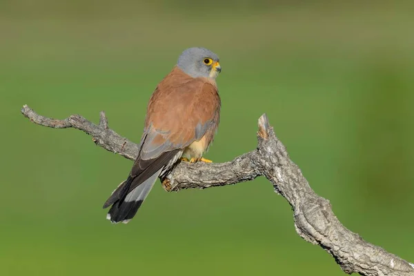 Lesser Kestrel Bird Branch Extremadura Spain Europe — Stockfoto
