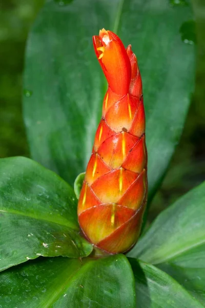 Дикий Камыш Costus Scrude — стоковое фото