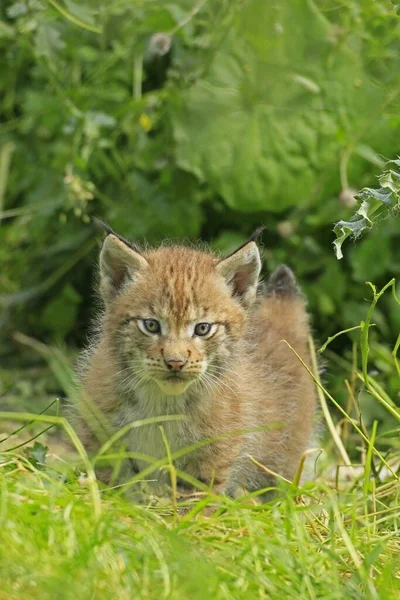 Lynx Lynx Cub Walking Grass Captive Germany Europe — Zdjęcie stockowe