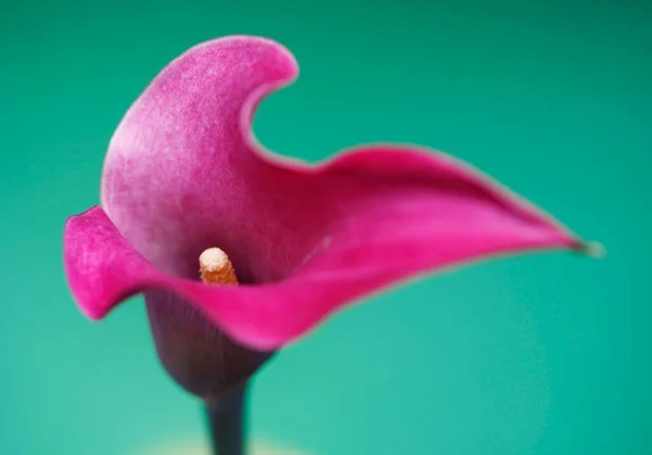 Calla Flower Close View — Stock Photo, Image