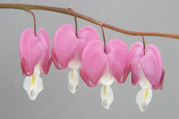 Four Gold Hearts Dicentra spectabilis flowers, close up view, summer concept