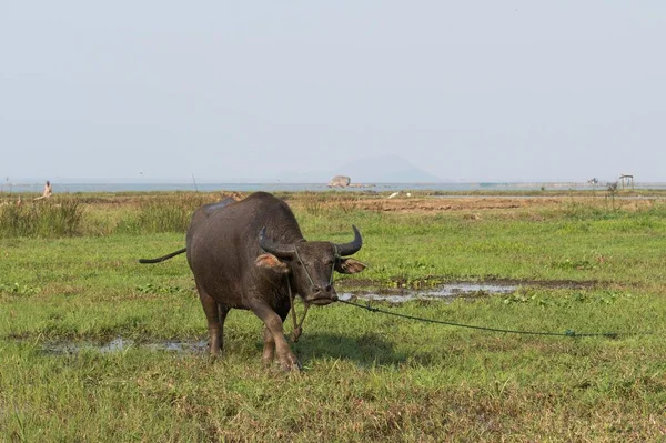 Water Buffalo Bubalus Arnee Pegged Pasture District Nang Vietnam Asia — Stock Fotó