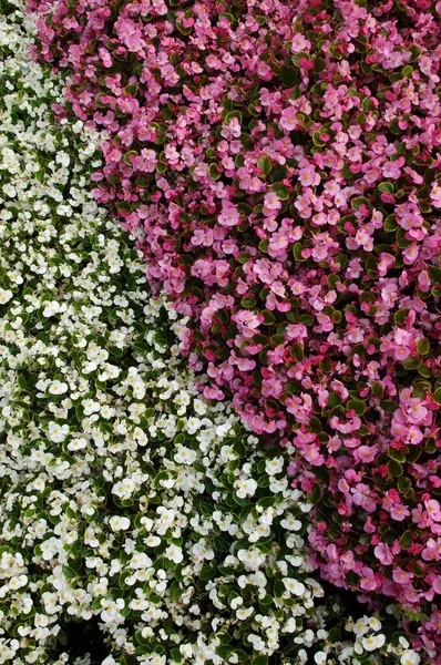 Lecho Begonia Flores Vista Cerca Concepto Verano — Foto de Stock