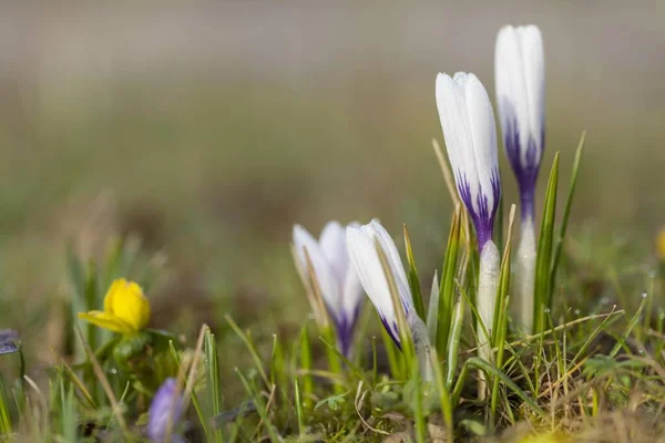 Crocus Crocus Hesse Germany Europe — Foto de Stock