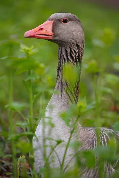 Greylag Goose Vigilante Prado Schleswig Holstein Alemanha Europa — Fotografia de Stock