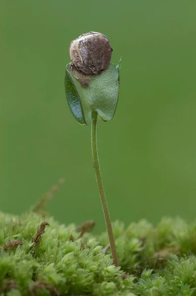 Common beech seedling, North Rhine-Westphalia, Germany, Europe