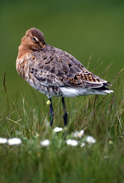 Have Break Black Tailed Godwit Limosa Limosa Resting Sleeping Oost — Stockfoto