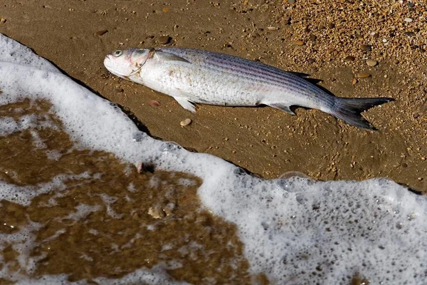 Dead Fish Washed Ashore Peniscola Costa Azahar Spain Europe — 스톡 사진