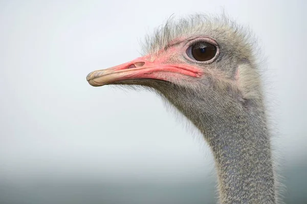 Ostrich Portrait Ostrich Farm Captive Wermelskirchen North Rhine Westphalia Germany — Stock Fotó