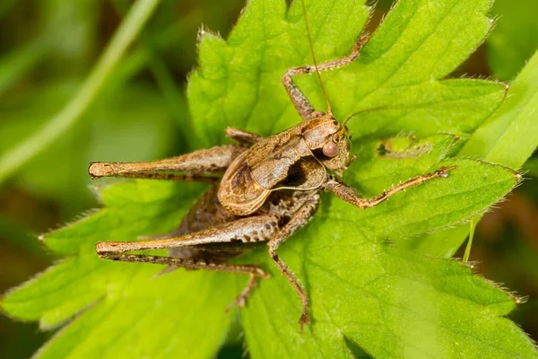 Dark Bush Cricket Pholidoptera Griseoaptera Una Hoja Gales Del Sur —  Fotos de Stock