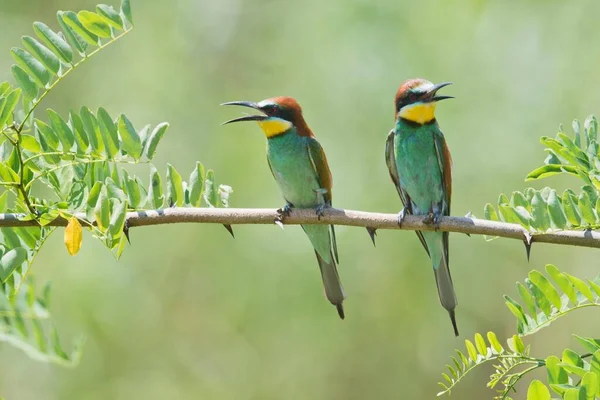 European Bee Eaters Merops Apiaster Sitting Branch Acacia Baden Wrttemberg — 스톡 사진