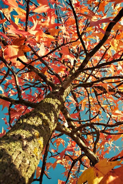 Silver Maple Acer Saccharinum Осенью Хорватия Европа — стоковое фото