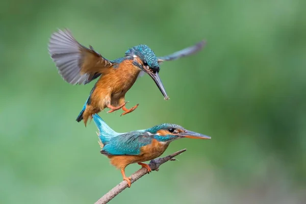 Male Kingfisher Alcedo Atthis Approaching Female Mating Hesse Germany Europe — Stockfoto