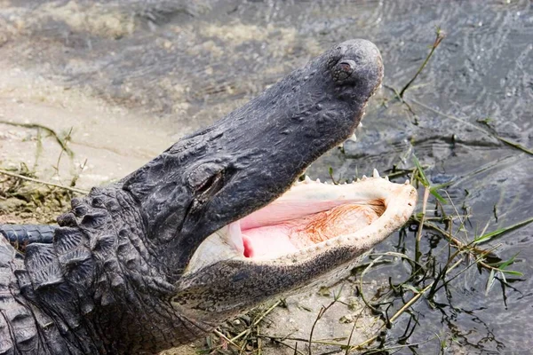 Stany Zjednoczone Floryda Głowa Aligatora Szeroko Otwartymi Ustami Ameryka Północna — Zdjęcie stockowe